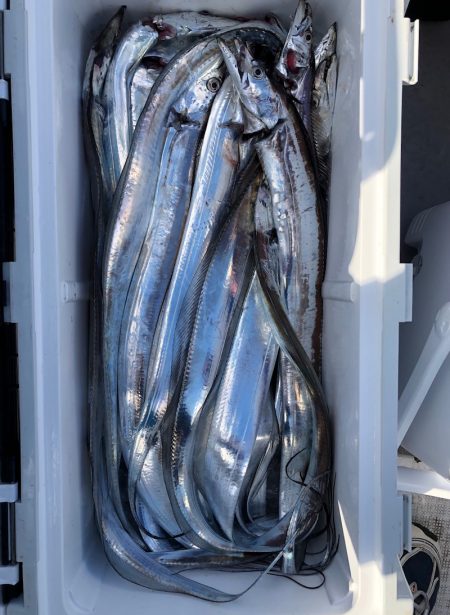 フィッシング　キッタカ 釣果