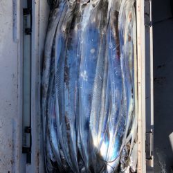 フィッシング　キッタカ 釣果