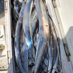 フィッシング キッタカ 釣果