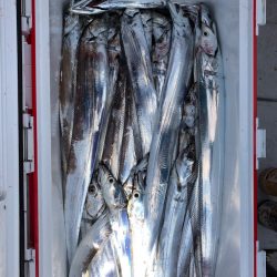 フィッシング　キッタカ 釣果