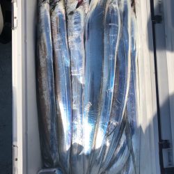 フィッシング キッタカ 釣果