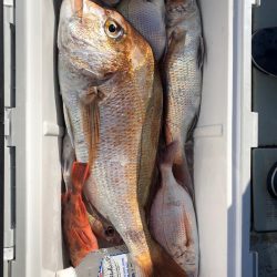 フィッシング キッタカ 釣果