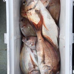 フィッシング キッタカ 釣果