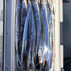 フィッシング　キッタカ 釣果