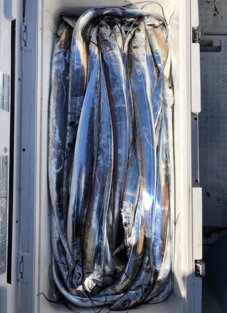 フィッシング　キッタカ 釣果