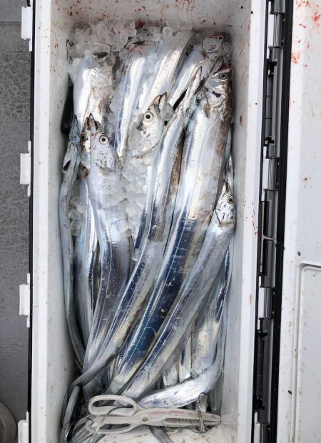 フィッシング　キッタカ 釣果