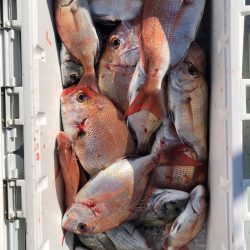 フィッシング キッタカ 釣果