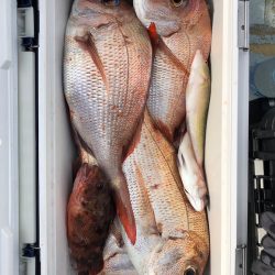 フィッシング キッタカ 釣果