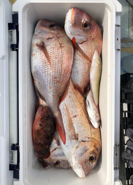 フィッシング キッタカ 釣果