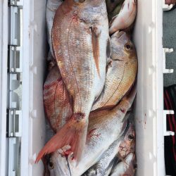 フィッシング キッタカ 釣果