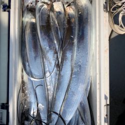 フィッシング キッタカ 釣果