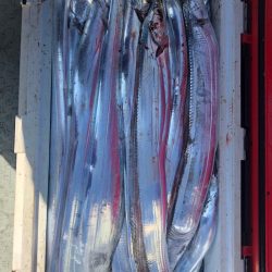 フィッシング キッタカ 釣果