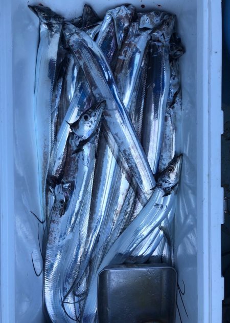 フィッシング キッタカ 釣果