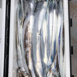 フィッシング　キッタカ 釣果