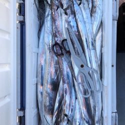 フィッシング　キッタカ 釣果