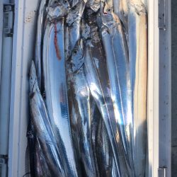 フィッシング キッタカ 釣果