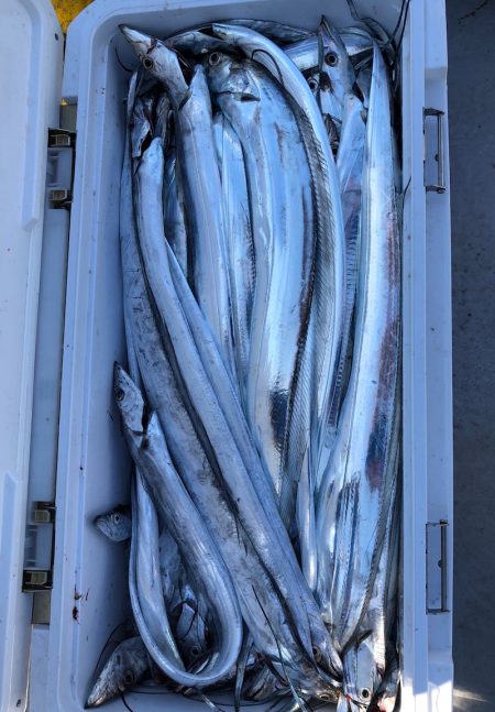 フィッシング　キッタカ 釣果