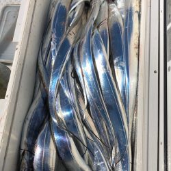 フィッシング　キッタカ 釣果