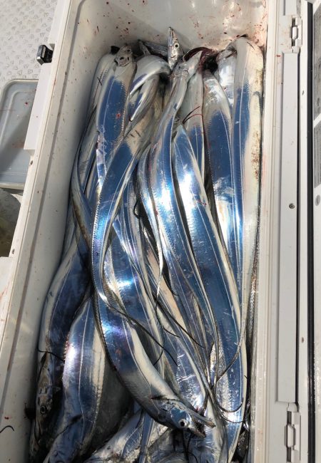 フィッシング　キッタカ 釣果