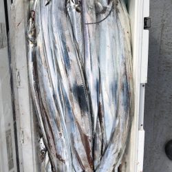 フィッシング　キッタカ 釣果