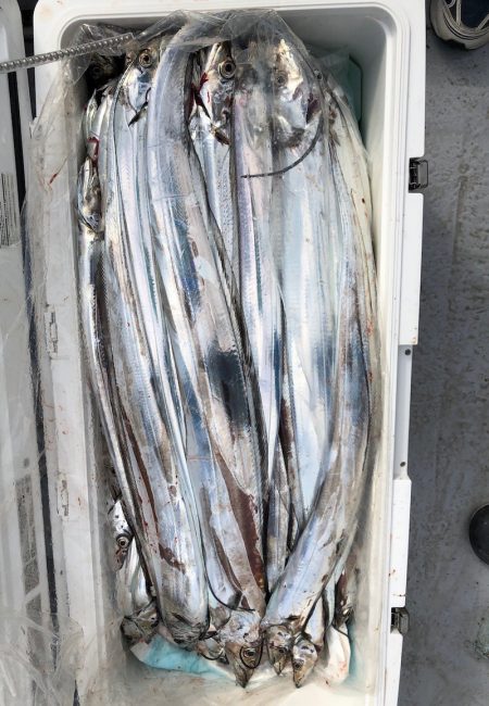 フィッシング　キッタカ 釣果