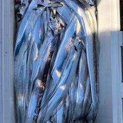 フィッシング　キッタカ 釣果