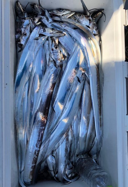 フィッシング　キッタカ 釣果