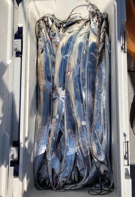 フィッシング　キッタカ 釣果