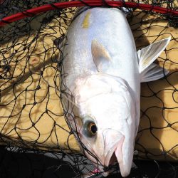 浜栄丸 釣果