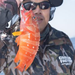 渡船屋たにぐち 釣果
