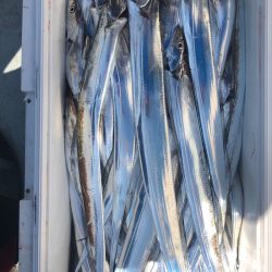 フィッシング キッタカ 釣果