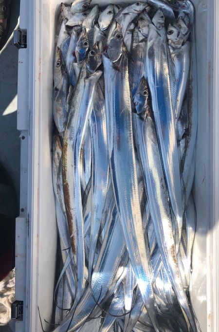 フィッシング キッタカ 釣果