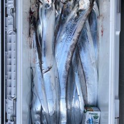 フィッシング キッタカ 釣果