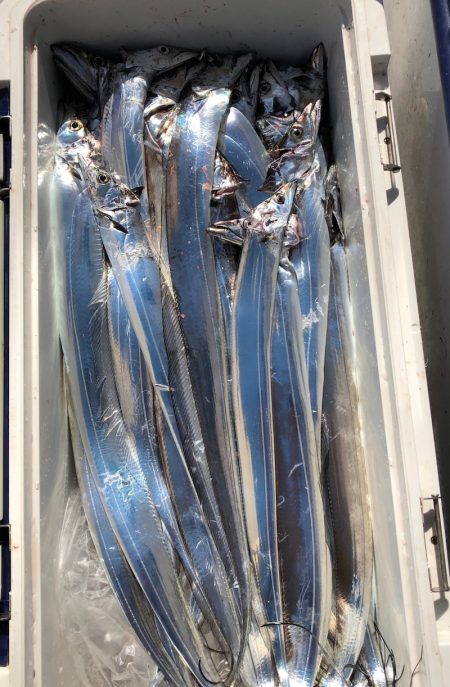 フィッシング　キッタカ 釣果