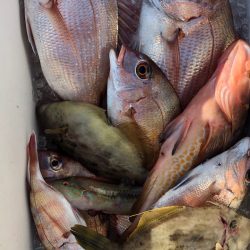 フィッシング キッタカ 釣果