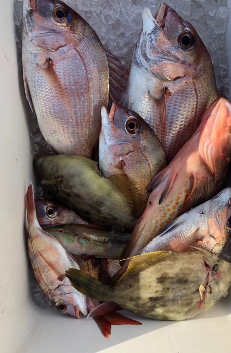 フィッシング キッタカ 釣果