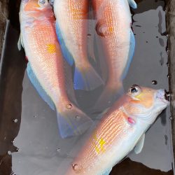 あみや渡船 JIGBOY 釣果