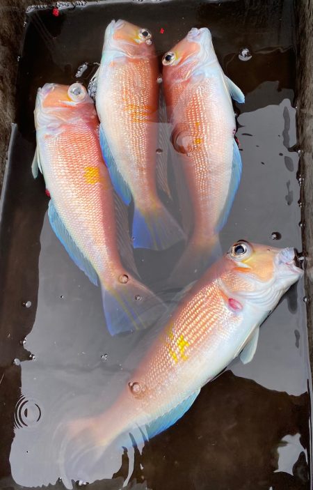 あみや渡船 JIGBOY 釣果