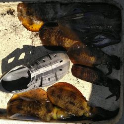 フィッシングガイド りょう 釣果