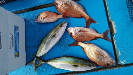 フィッシングガイド りょう 釣果