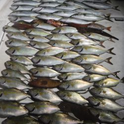 JDI Racing シールズマリンレジャー 釣果