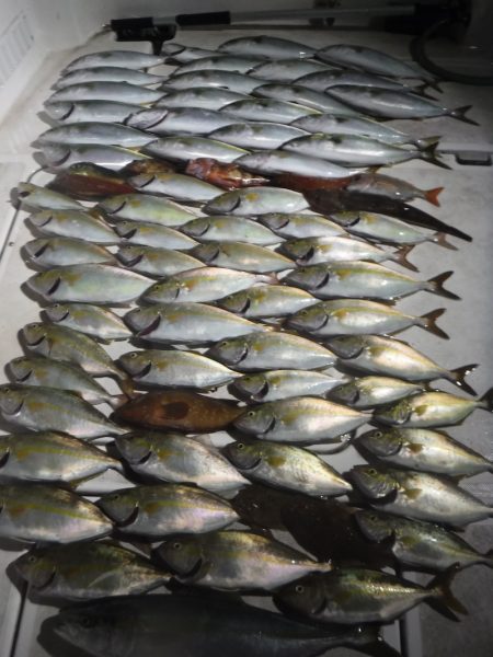 ＪＤＩ　Ｒａｃｉｎｇ　シールズマリンレジャ…