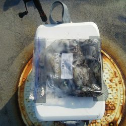 マリンガイド福丸 釣果