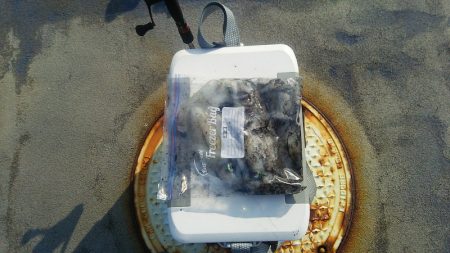 マリンガイド福丸 釣果