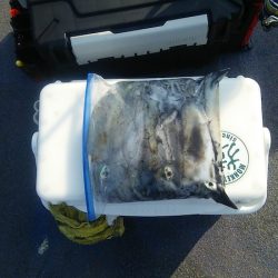 マリンガイド福丸 釣果