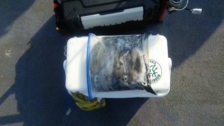 マリンガイド福丸 釣果