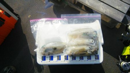 マリンガイド福丸 釣果