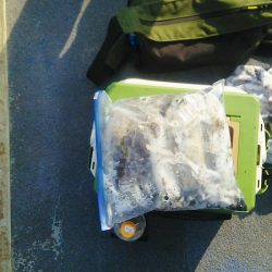 マリンガイド福丸 釣果