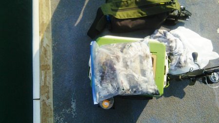 マリンガイド福丸 釣果