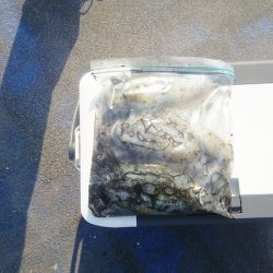 マリンガイド福丸 釣果